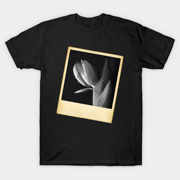 Tulip Photo T-Shirt by Barnabas